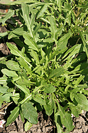 Vild rucola