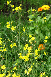 Vild rucola i blomst