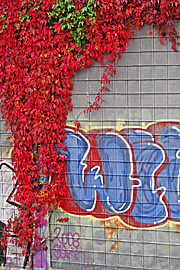 Flintholm station – her maler vildvinen rødt oven i grafitti.