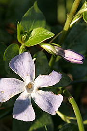 Vinca