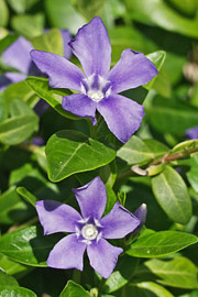 vinca blomst