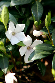 Vinca minor Fl. Albo