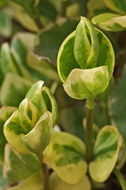 Vinca major