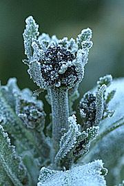 Vinterbroccoli
