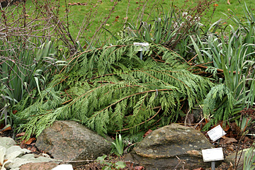 Thuja kan også bruges til at dække frostfølsomme planter med.