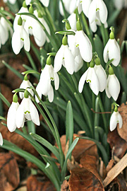 Vintergækker i blomst i februar