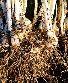 vinterg&aelig;kl&oslash;g