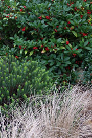 Stedsegrønne planter