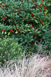 Stedsegrønne buske med røde bær