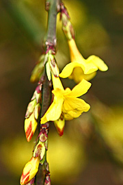 vinterjasmin med gule blomster