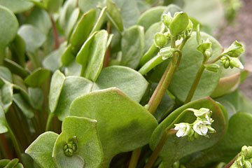 Vinterportulak, Montia perfoliata