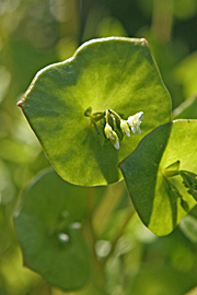 Vinterportulakkens blomst