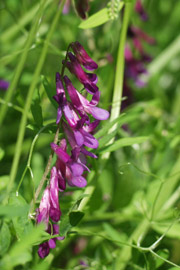 Vintervikke